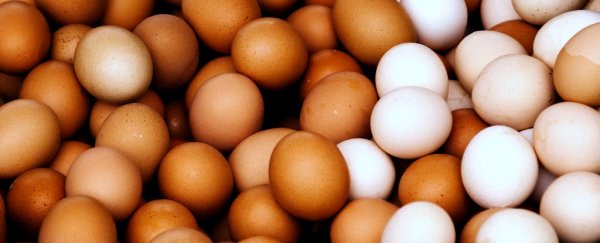 200 million eggs in the US have been recalled over salmonella contamination