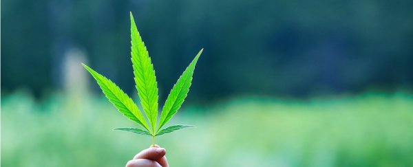 The evidence is in: legal marijuana could help solve the opioid crisis