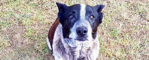 This deaf dog helped rescue a 3-year-old who got lost in the Australian bush