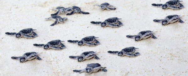 Scientists have discovered a fascinating link between magnetic fields and turtle nesting