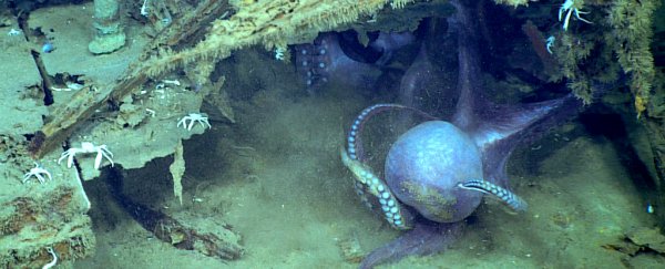 Two cephalopods battling thousands of feet underwater is the best thing we've seen this week