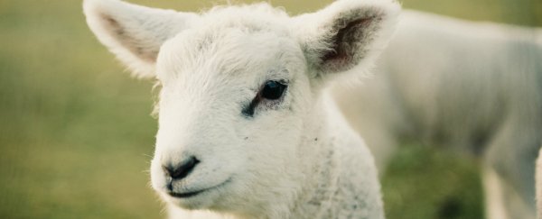 A Serious Autoimmune Disease Has Been Linked to Sheep Exposure
