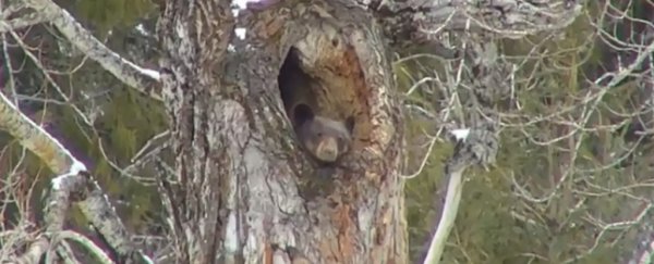 This ridiculously sleepy bear isn't ready to stop hibernating, and we can't stop watching
