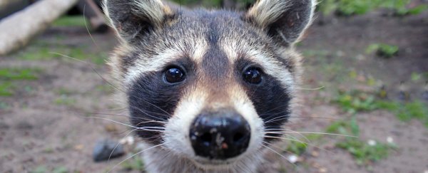 A pet raccoon found itself on a 2am weed trip to a fire station