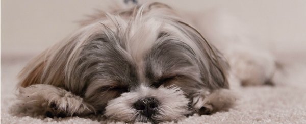ScienceAlert Deal: Not sleeping properly? This mattress might help