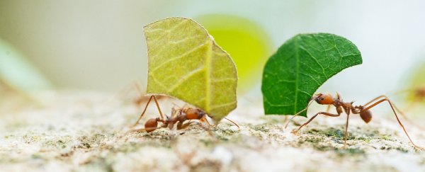 The chemical ants use to communicate might not be produced by ants