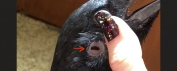 This is what a crow's ear looks like, and it's freaking us out