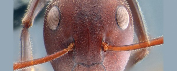 These newly discovered ants explode their guts all over their enemies