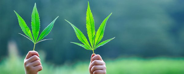 Quiz: How much do you know about the science of marijuana?