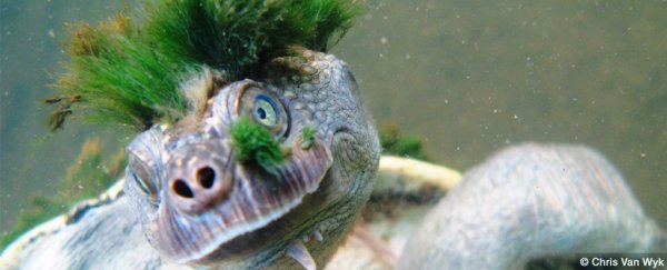 This punk turtle that breathes through its butt is now officially endangered