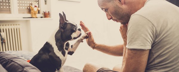 Dogs could be even more similar to humans than we thought