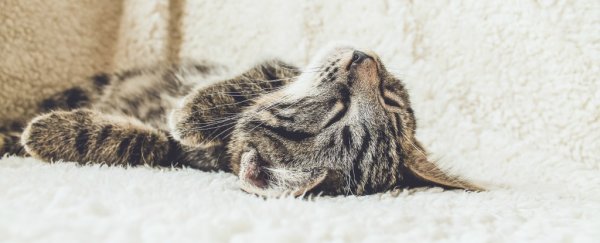 There's one sleep position that's better than others, according to experts