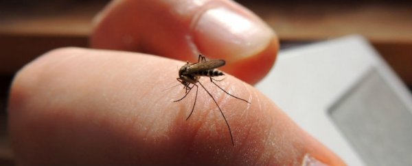 Here's the best way to stop a mosquito bite from itching