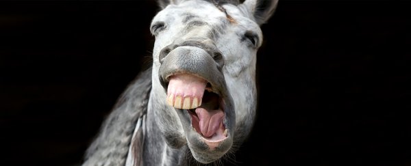 Not only can horses read your facial expressions, they'll hold it against you later