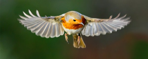 Birds Can See Earth S Magnetic Fields And Now We Know How That S