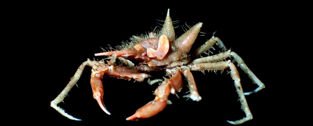 A Bunch Of Bizarre Deep Sea Creatures Have Been Found In Javan Waters