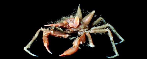 A bunch of bizarre deep-sea creatures have been found in Javan waters