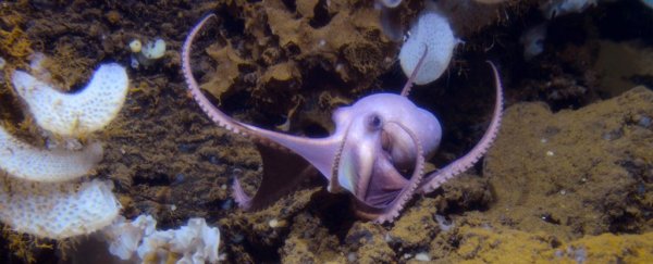 A huge gathering of octopuses has been found at record depths, and they don't look well