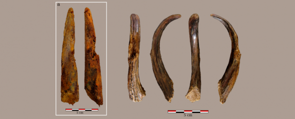 These 90,000-year-old wooden tools weren't even made by humans