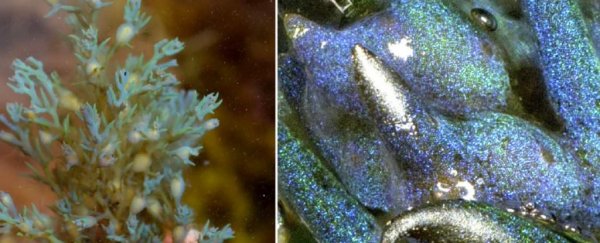A breathtaking new type of opal has been found... in common seaweed