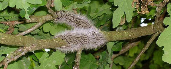 London is under siege by a hectic invasion of toxic caterpillars