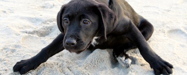 Can your dog actually predict earthquakes? Here's what science says