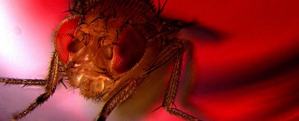 Even fruit flies love ejaculating, and turn to alcohol if they can't get laid