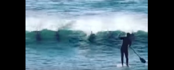 A dolphin body-slammed a paddleboarder, reminding us dolphins can actually be huge jerks