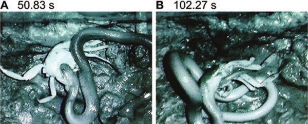 This snake rips its food apart in a strange way, instead of eating like normal snakes do