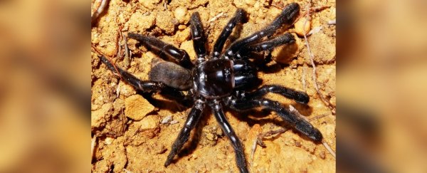 The world's oldest known spider has died at the age of 43