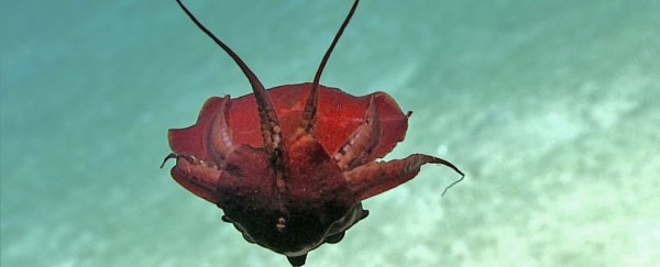 This twisted squid is unlike any we've seen before, and scientists are excited