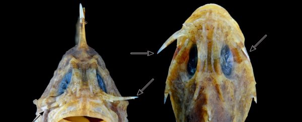This terrifying venomous fish is armed with switchblades under its eyes