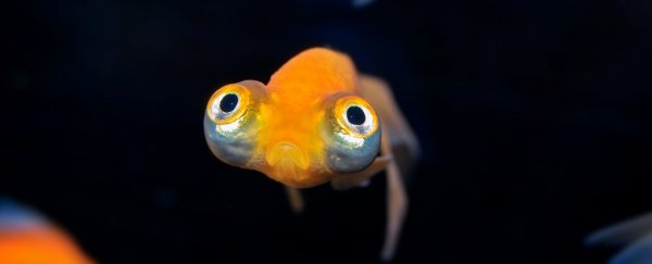 Over 200 never-before-seen viruses discovered lurking in frogs, fish, and reptiles