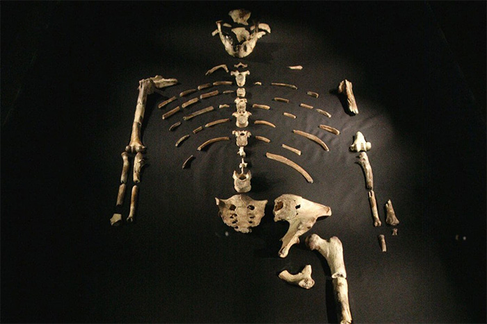 skeleton australopithecus wapo