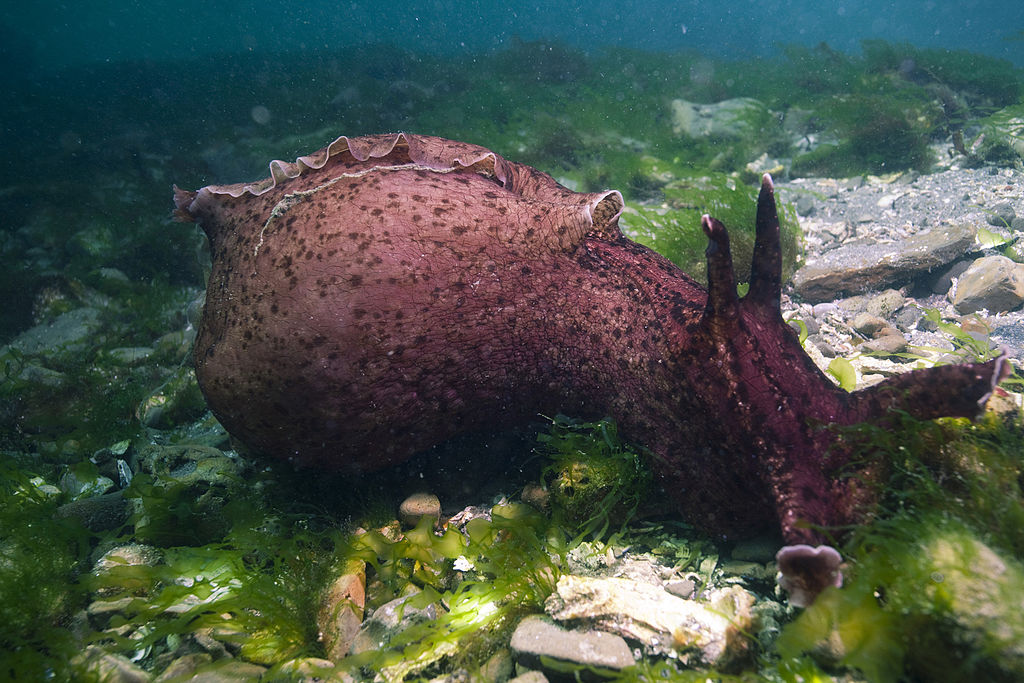 Aplysia californicawikimedia large