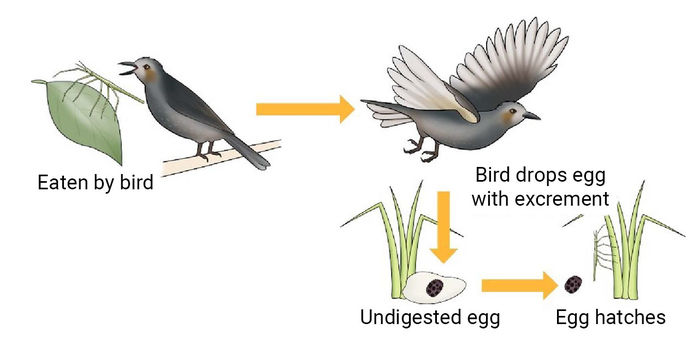 bird graphic final