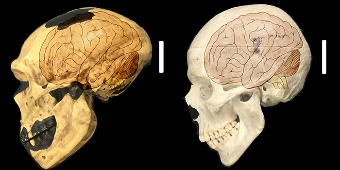 Размер мозга древнего человека
