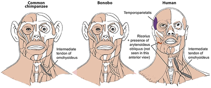 facial muscles