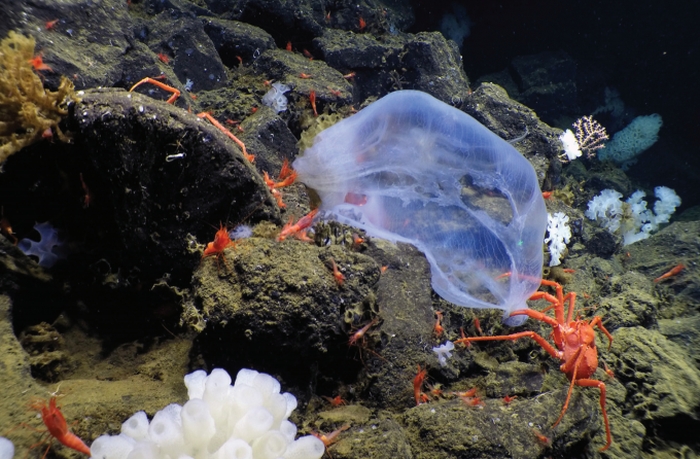 jelly fall crabs