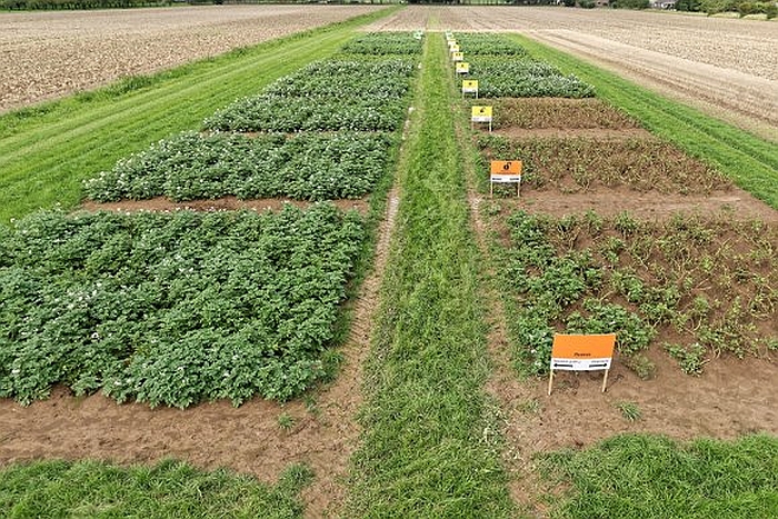 potato fields