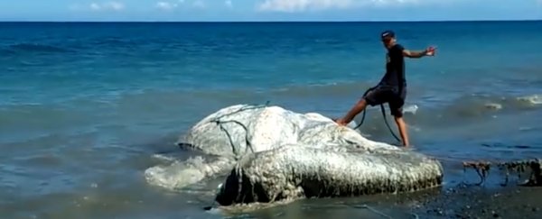 Massive, hairy 'globster' has washed ashore in the Philippines, and nobody knows what it is