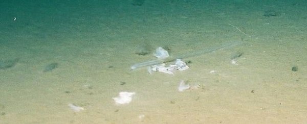A plastic bag was found at the deepest point on Earth, and we should all be ashamed