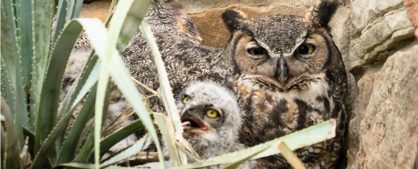 This adorable owl family has two mums and a dad, a first for the species