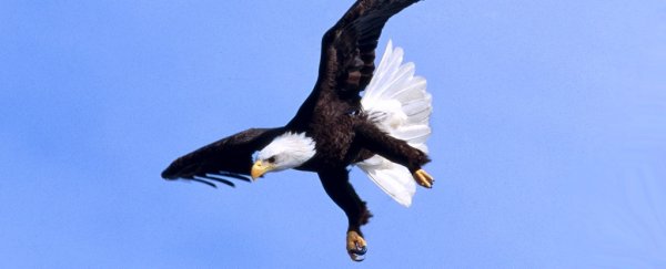 Amazing photos have captured the moment an eagle swooped a fox clutching a rabbit