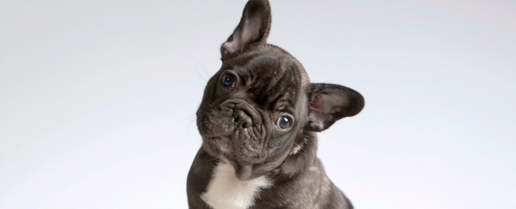 french bulldog cost