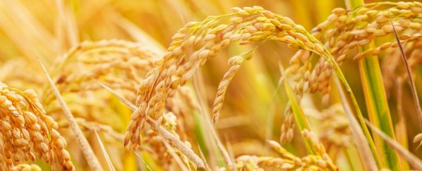 A controversial GMO crop was just approved for the US food supply