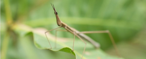 Stick insects have a bizarre way to 'survive' being eaten