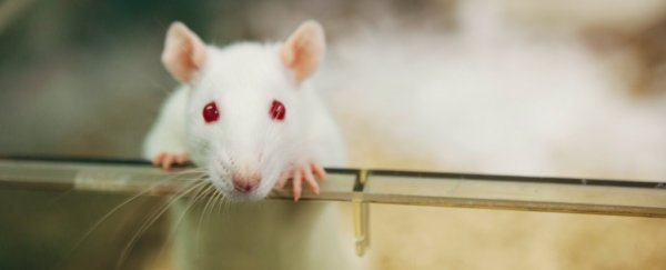The first evidence that animals can replay memories in their head is here
