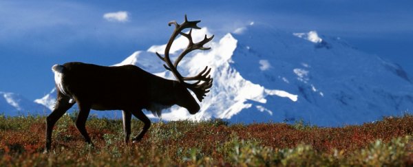 Over 100 organizations urge companies against drilling in America's largest wildlife refuge