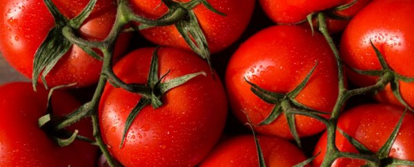 Here's why a tomato is actually both a fruit and vegetable
